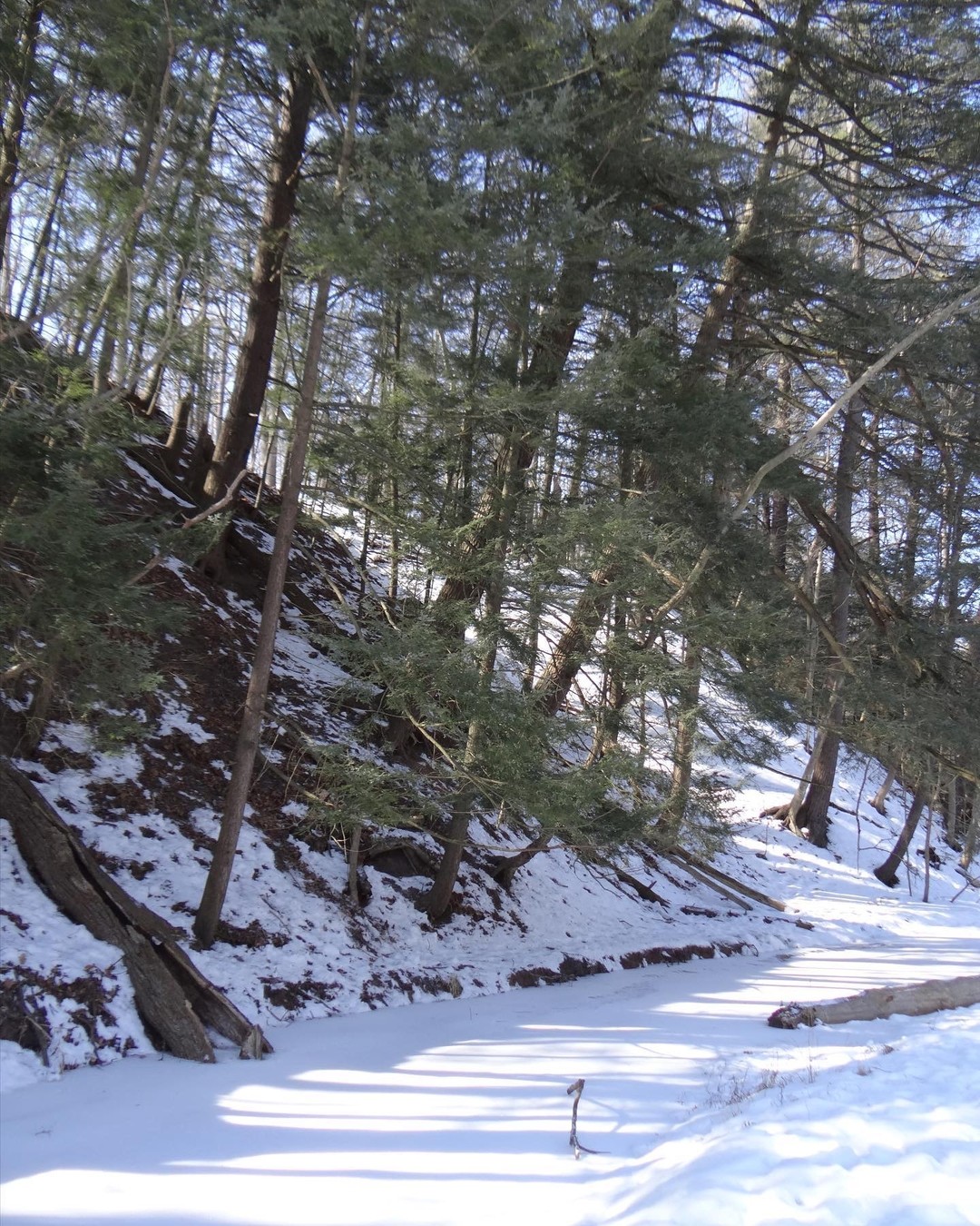 Snowy sloped trail in the forest