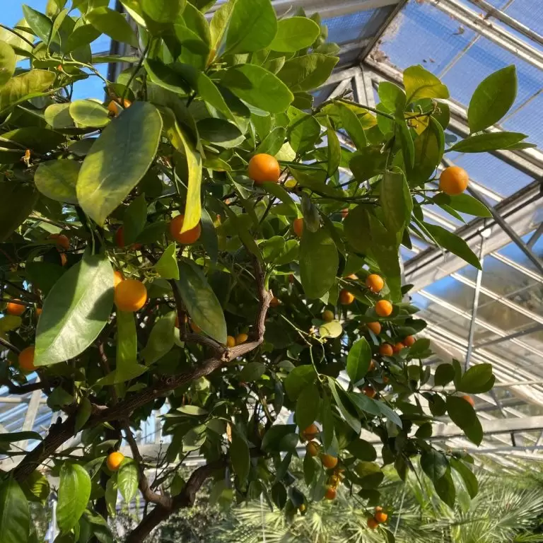 Ripe orange tree in the mediterranean Garden