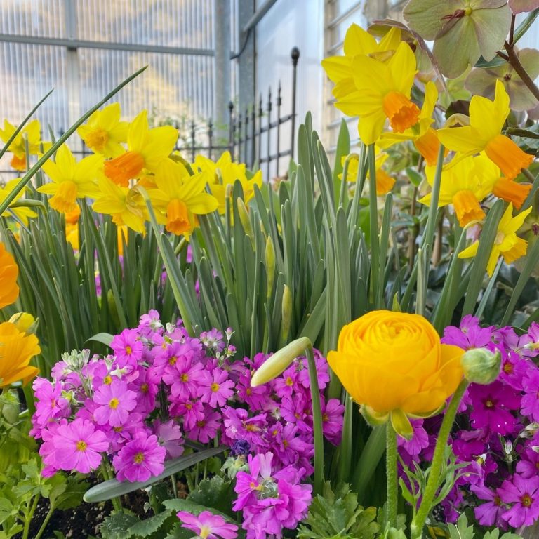 Yellow Daffodils, Ranunculus, and pink Primrose