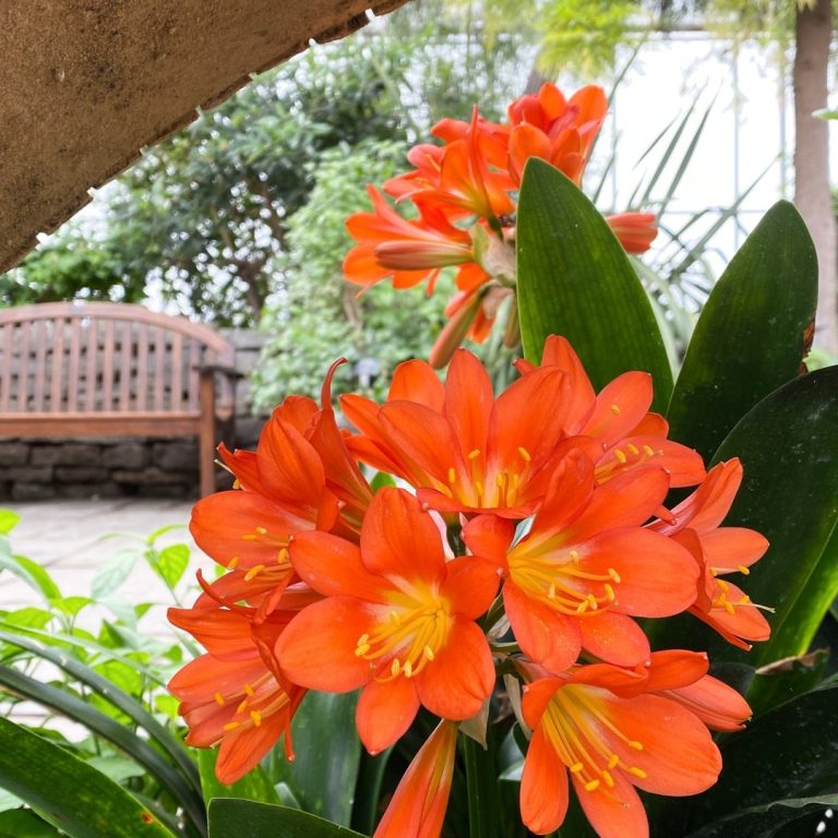 Cluster of bright orange trumpet shaped flowers