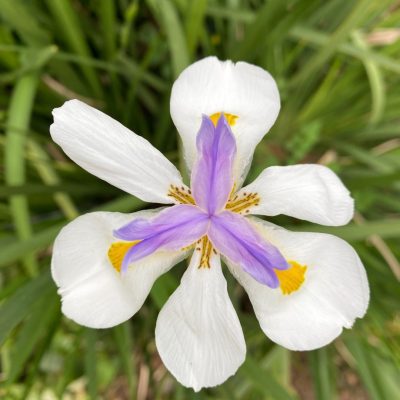 Mediterranean Garden - Dietes grandiflora - Commonly known as Isiqungasehlati or Fairy Iris, Six petalled white flower that resembles an iris with purple and yellow at the centre