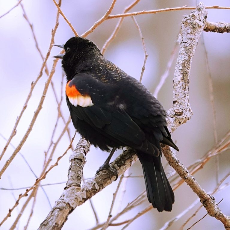 Red-winged black bird on a bare branch