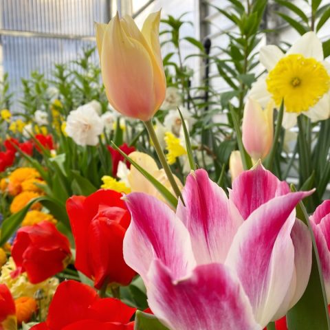 Variety of red and pink tulips with yellow daffodils
