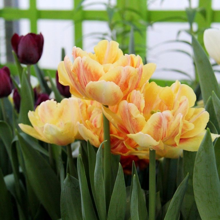 yellow and orange tulips