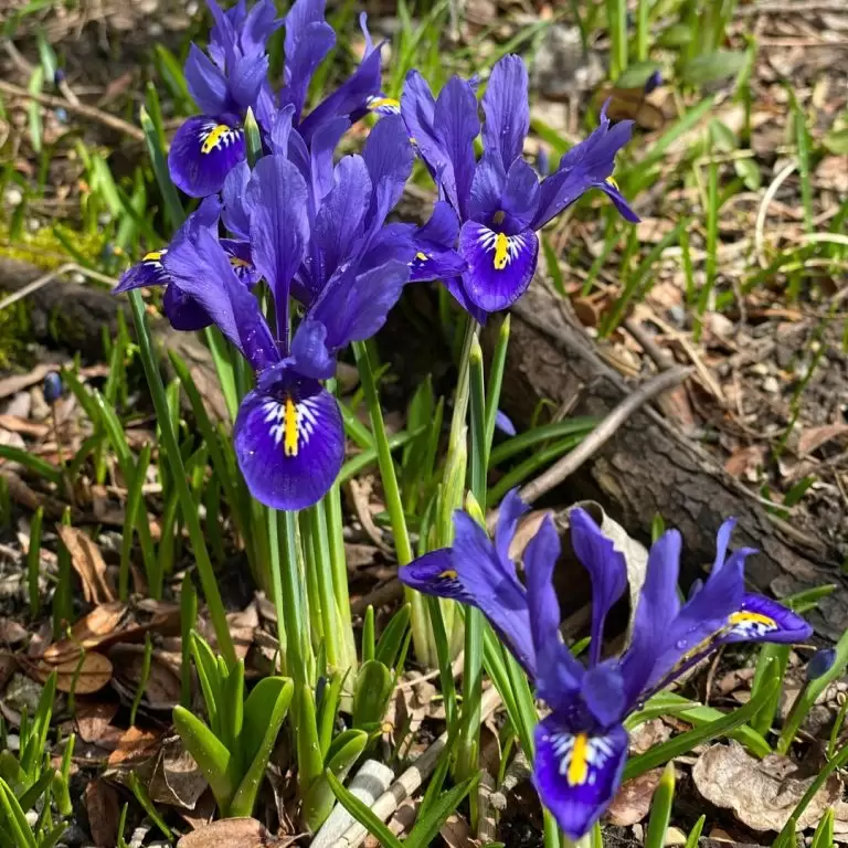purple iris reticulata