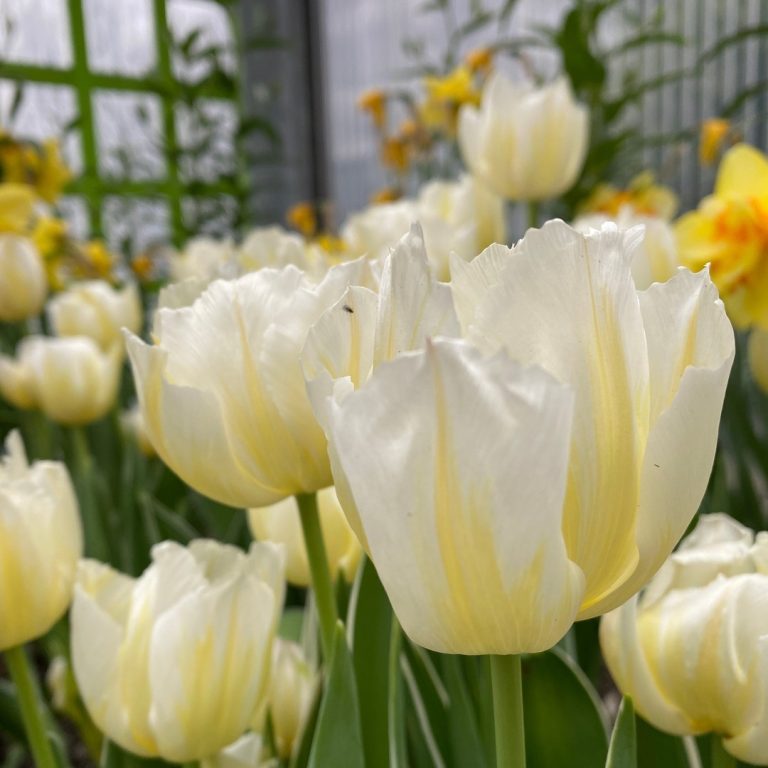 soft yellow tulips in the breezeway display