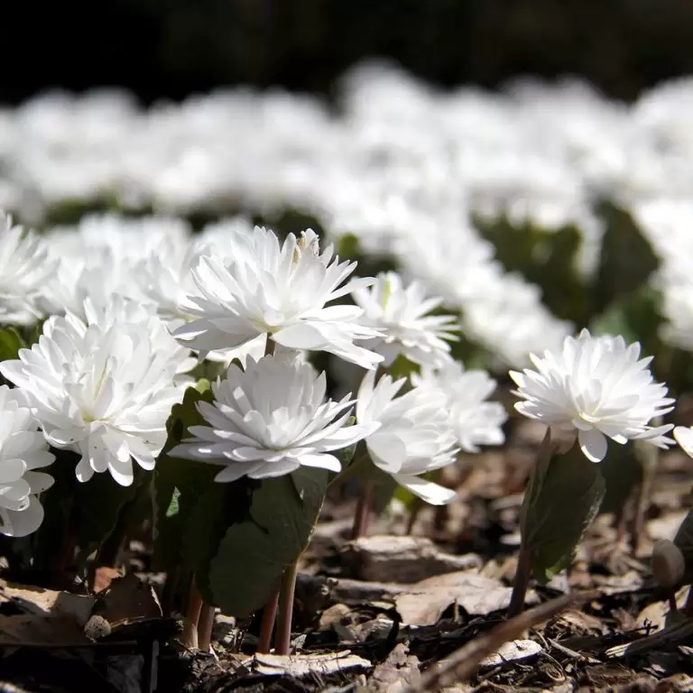 white bloodroot in bloom