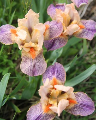 Iris 'Extraterrestrial' - Laking Garden close up of an iris in full bloom with tones of purple, peach, and orange throughout the petals