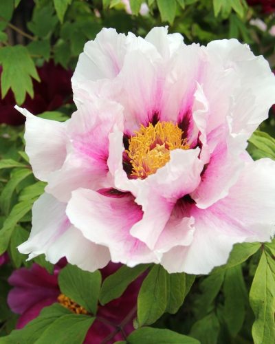 Tree peony - Laking Garden white and pink tree peony with golden yellow centre
