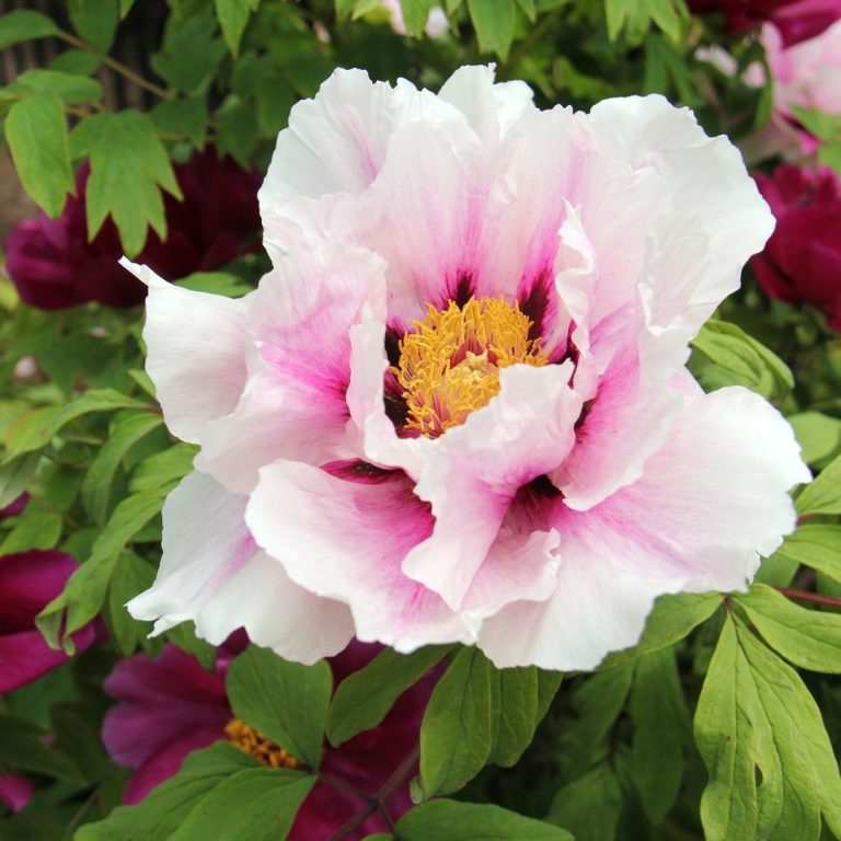 white and pink tree peony with golden yellow centre