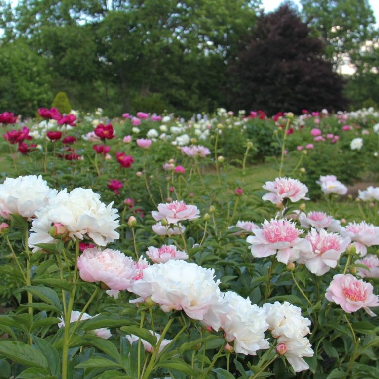 Peony patch blooming in Laking Garden in the early evening