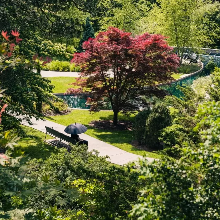 Lower bowl of rock garden in summer featuring a winding path, surrounded by trees including a stunning Japanese Maple