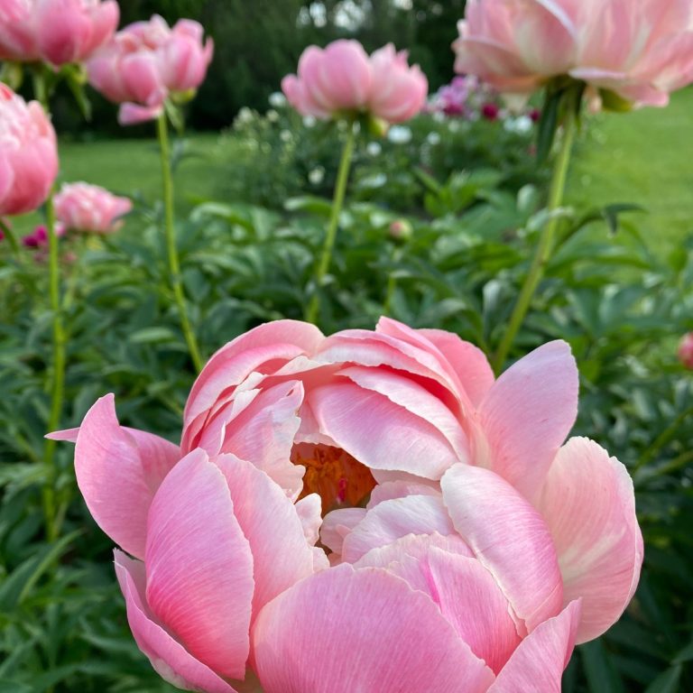 a grouping of large, pink peony blooms