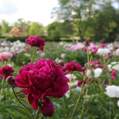 peony - laking garden magenta peony