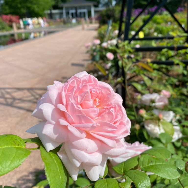Large pink rose
