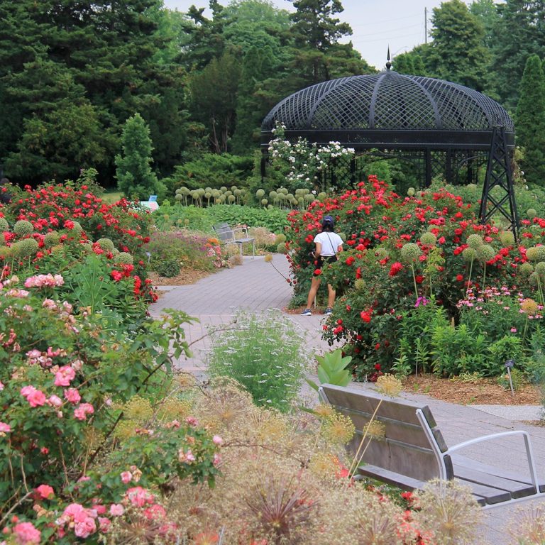 Path winding through the rose garden, featuring red and pink roses spilling over the path, leading to a gazebo
