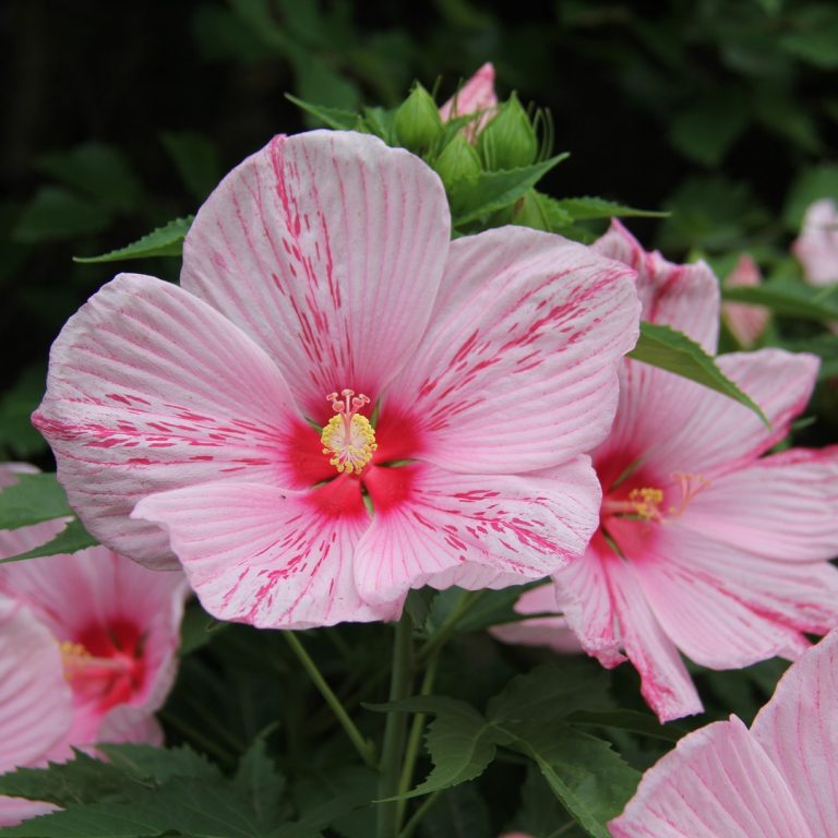 bright pink hibiscus flowers with darker pink stripes throughout