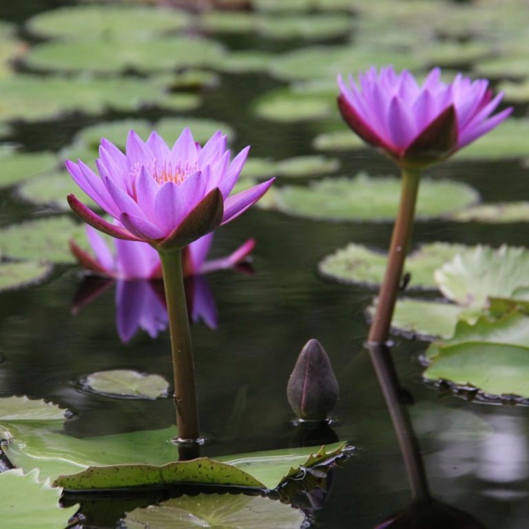 purple waterlilies