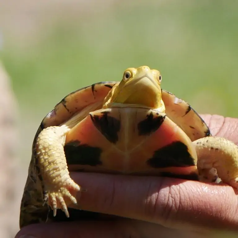 young Blanding's turtle in hands