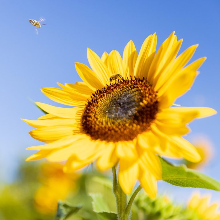 Bees visiting a sunflower