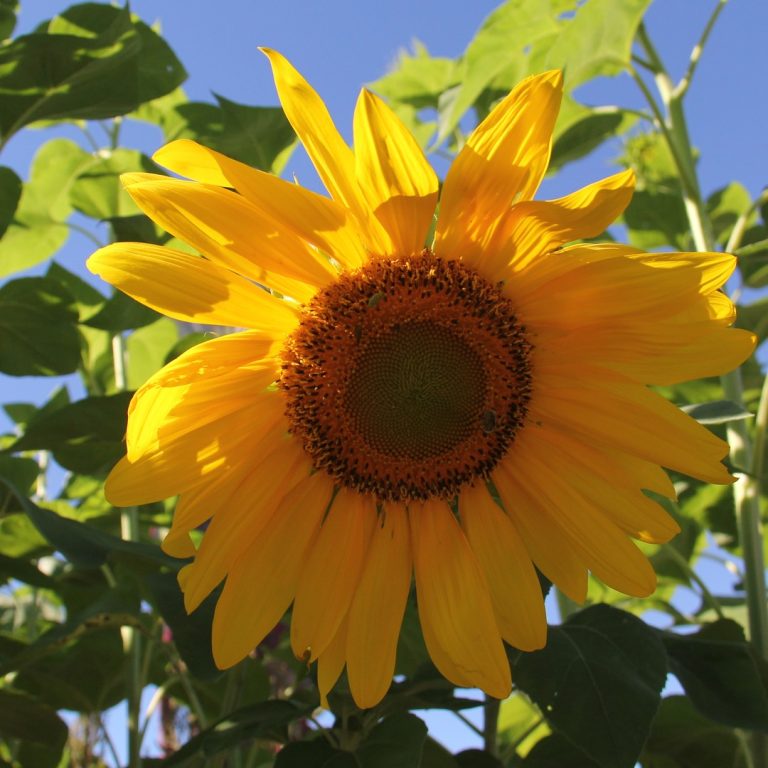 Large yellow sunflower