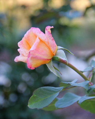 Late season rose - Hendrie Park peach coloured rose
