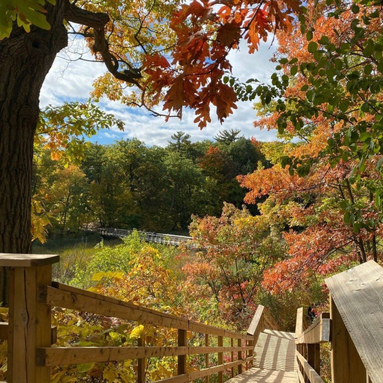 wooden staircase leading down into the Hendrie Valley Marsh area. The surrounding trees are bright orange and gold.