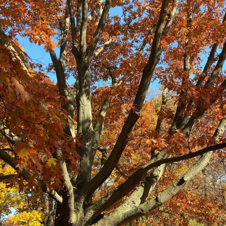 orange leaves on an oak tree