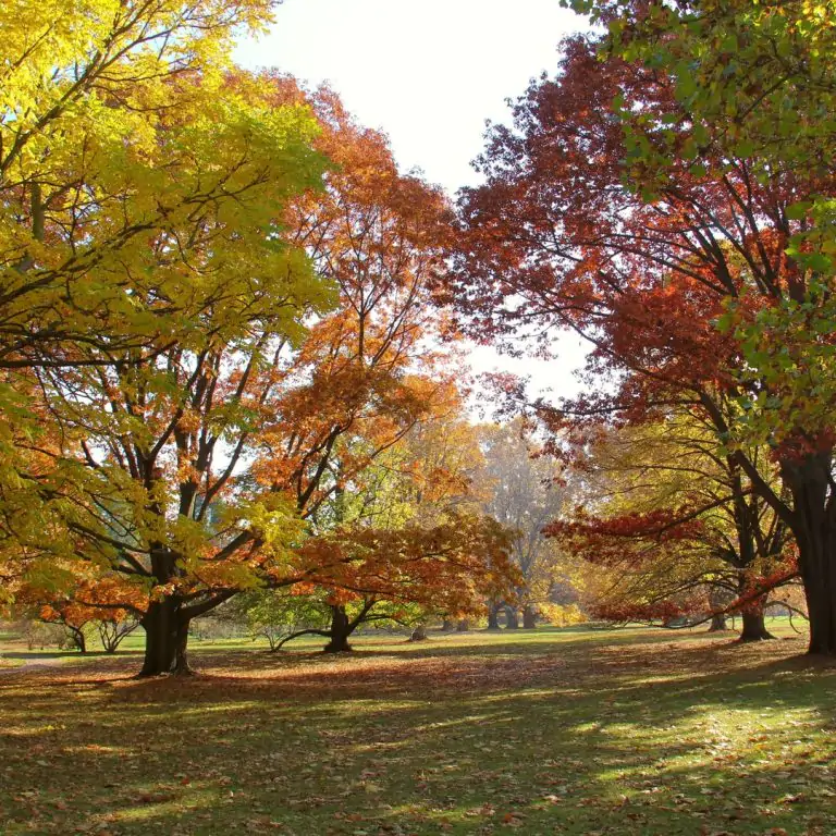 Tall trees at the Arboretum with rich leaf colour