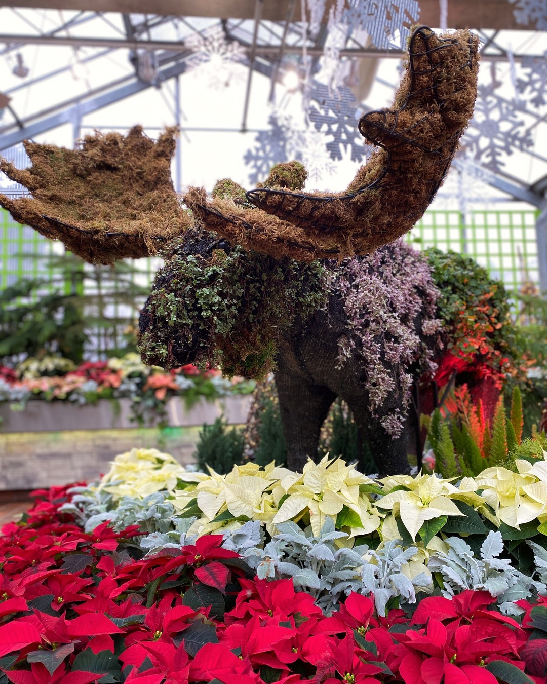 botanical moose display made out of moss, ivy, and ground cover greenery. Rows of red and white poinsettia ring the display.