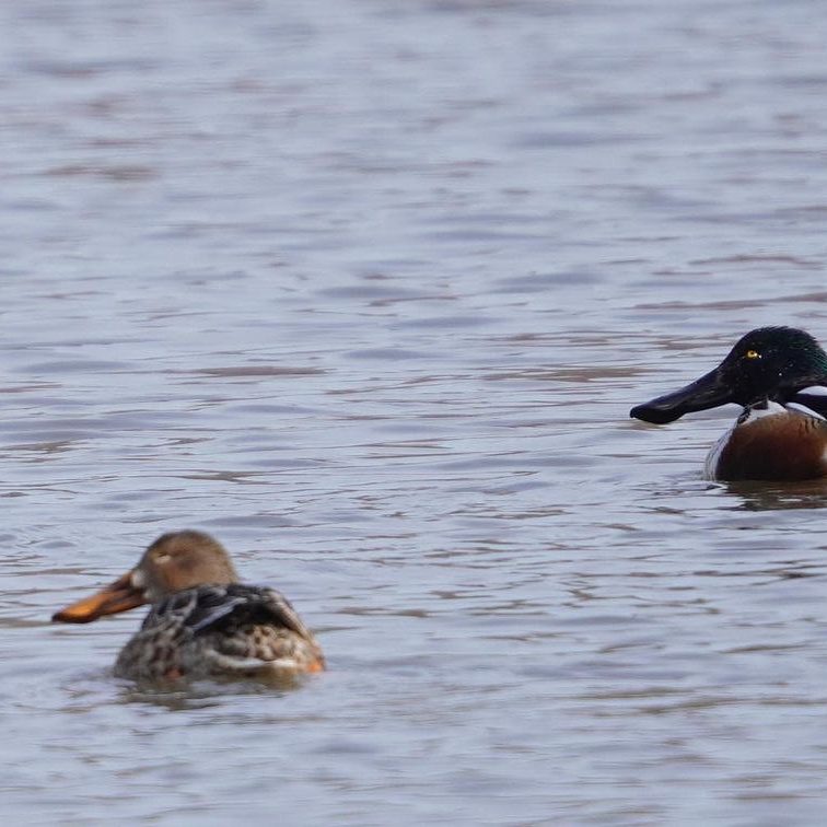 male and female northern shoveller ducks with long pronounced bills