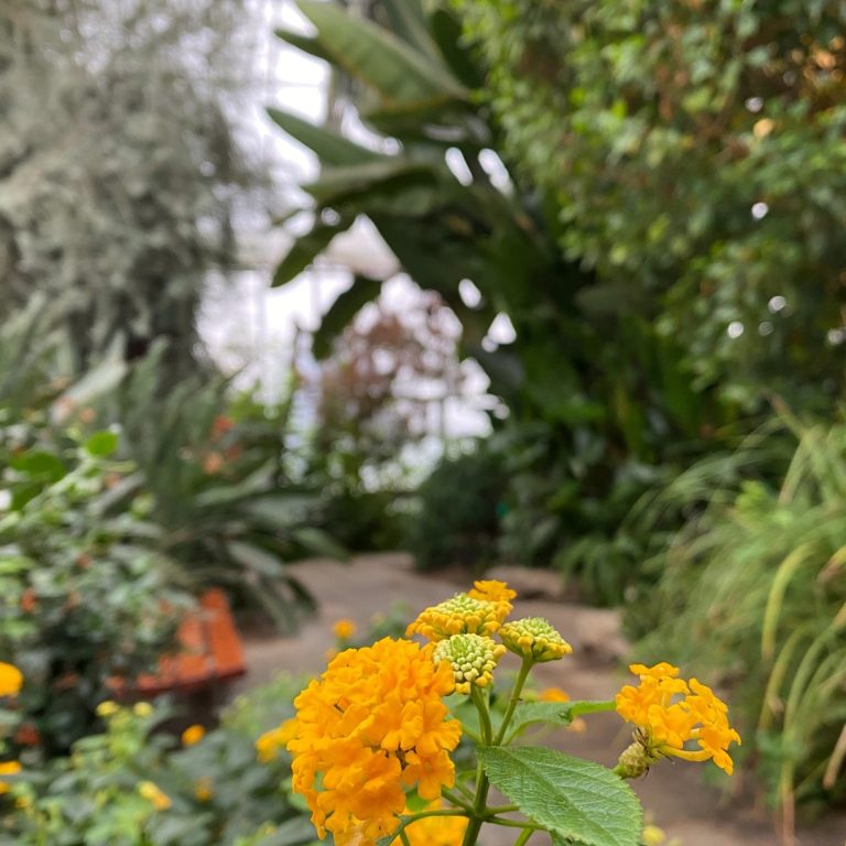 golden lantana flower with the large bird of paradise tree in the background