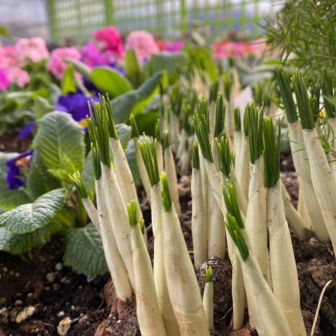 Crocus bulbs starting to produce green leaves before blooming