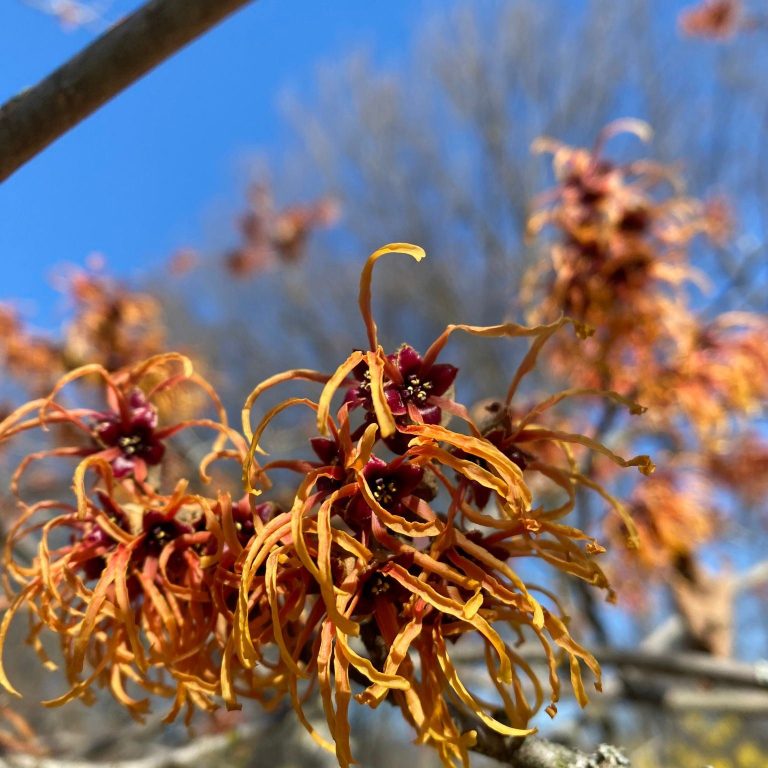 Orange and red witch-hazel blooms