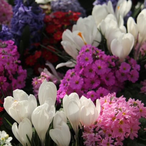 white crocus planted amongst pink primula and purple hyacinth