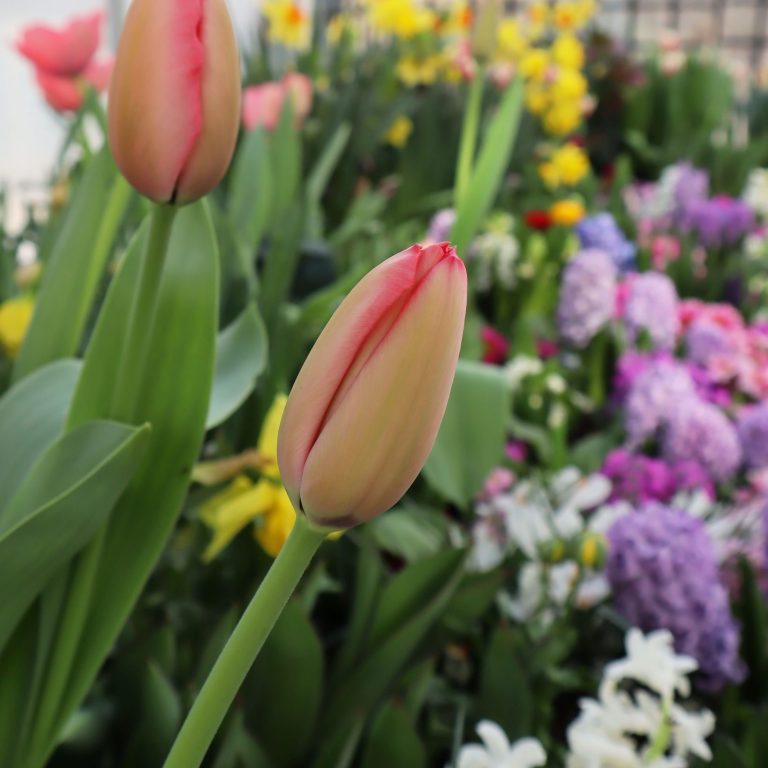 Tulips, hyacinth, and daffodils blooming in the Breezeway Display