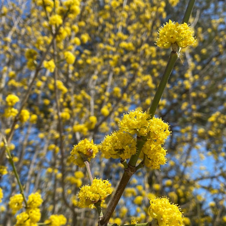clusters of showy yellow flowers