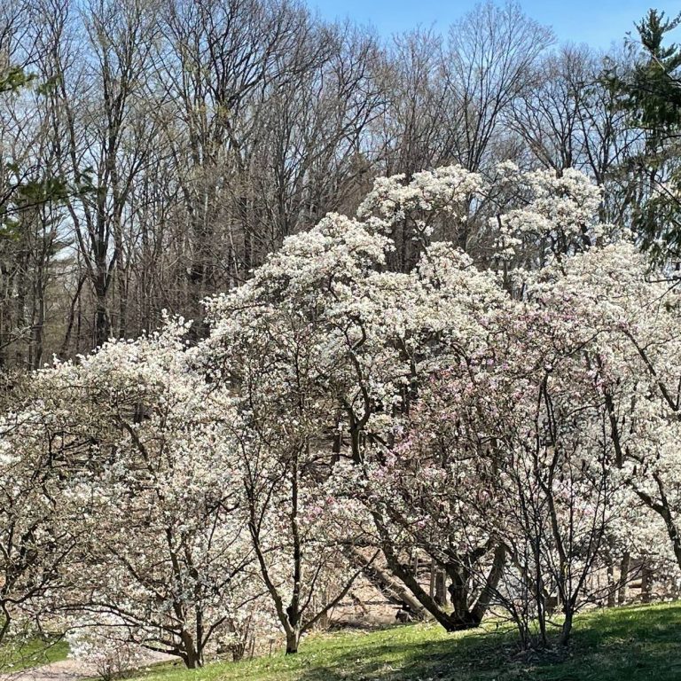 tall white magnolia trees