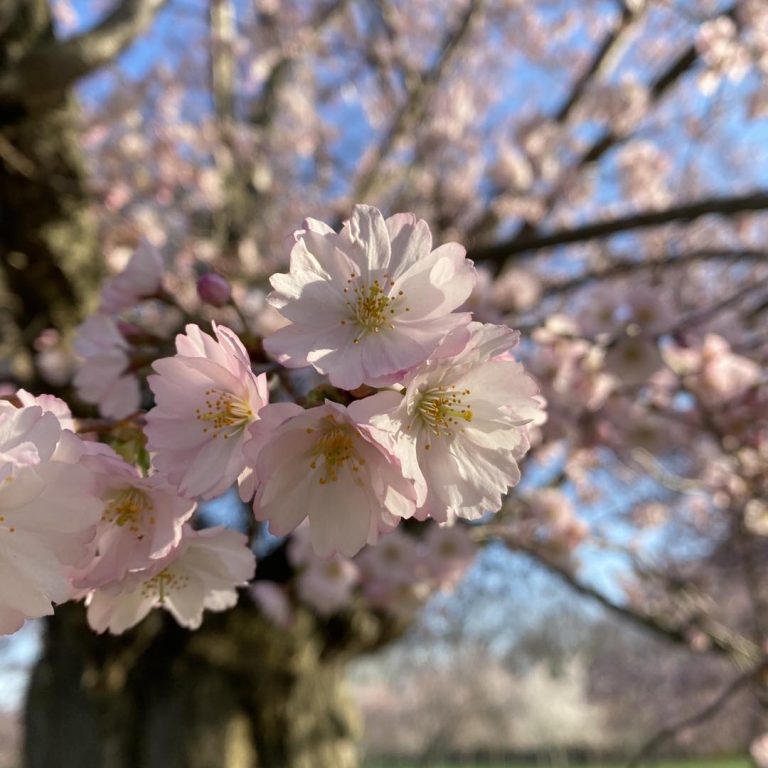 soft pink cherry blossoms in peak bloom