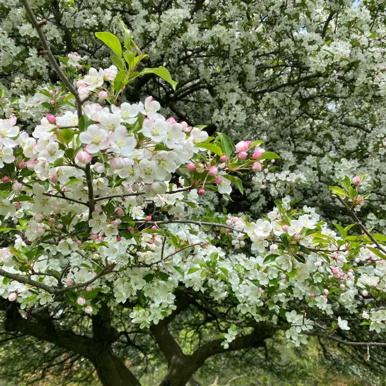 white flowering crabapple tree