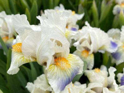 Iris 'Alas' - Laking Garden primarily white bearded iris with golden beards and soft yellow and purple on the falls