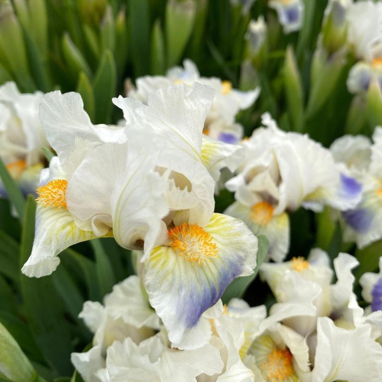 primarily white bearded iris with golden beards and soft yellow and purple on the falls
