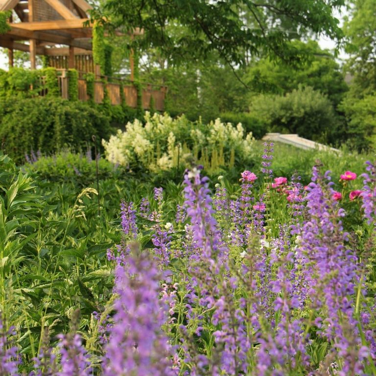lush perennials in bloom throughout the middle terrace at Laking Garden