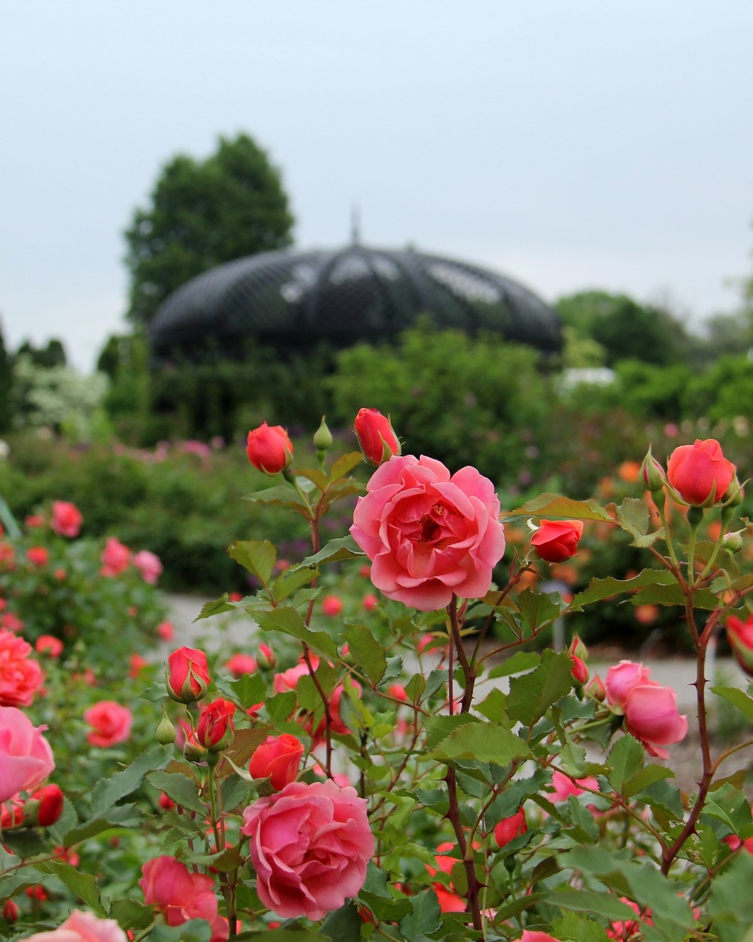 Rose Garden Collection - Royal Botanical Gardens