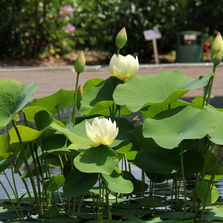 white and pink sacred lotus blooming