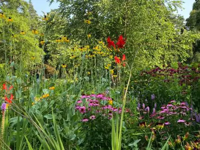Rock Garden diverse mx of blooms at Rock Garden- coneflowers, crocosmia, rudbeckia