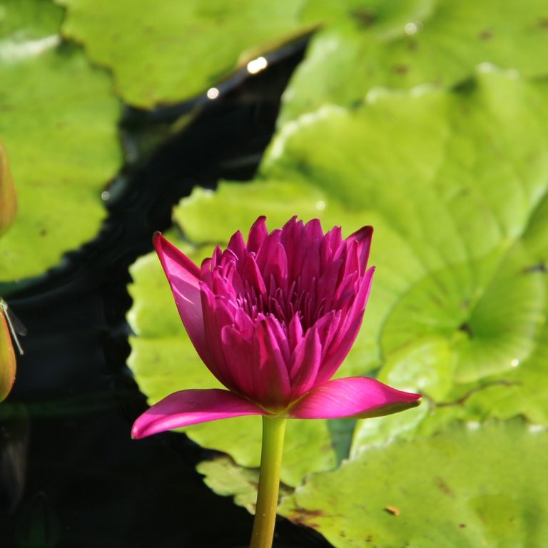 bright pink water lily getting ready to bloom