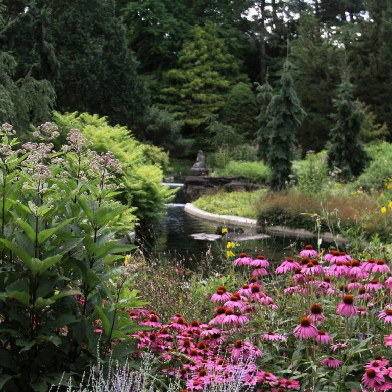 Coneflowers, joe pye weed, sage, and other herbaceous perennials growing around the Rock Garden water feature