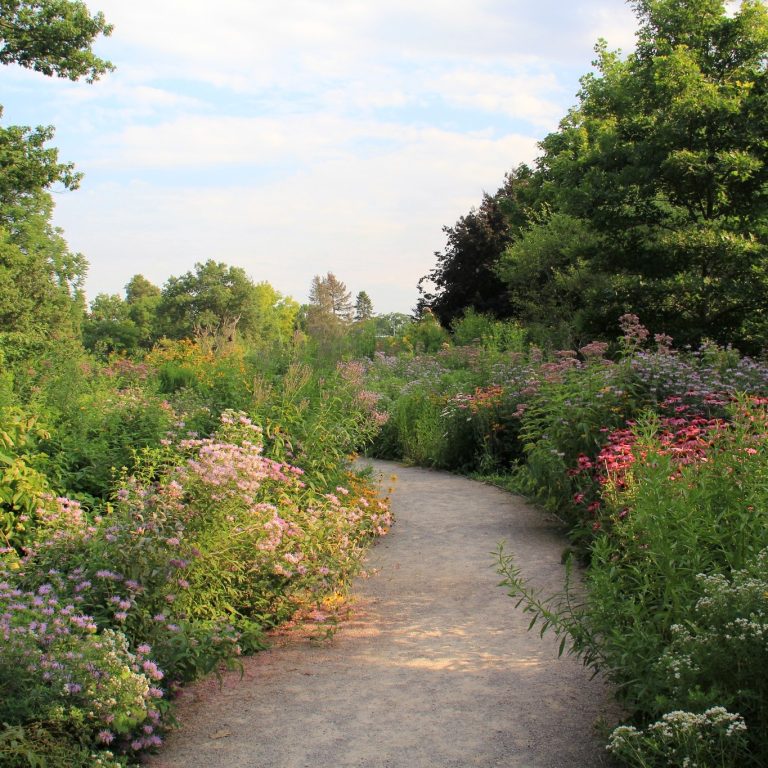 kipax garden full of tall native perennials