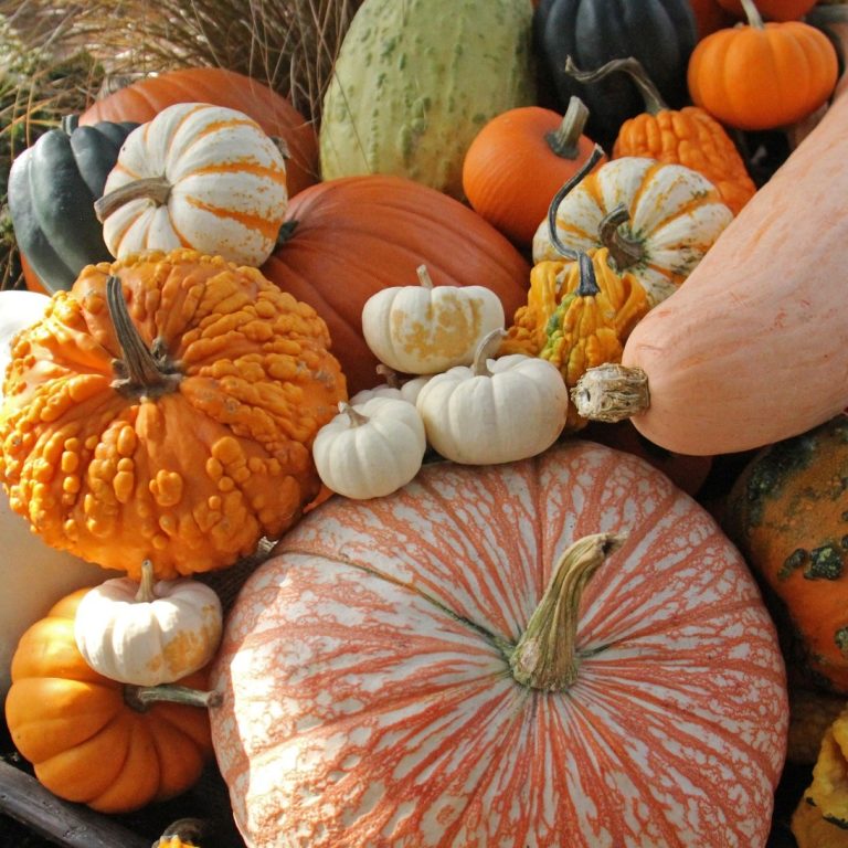 display of pumpkins and gourds of all shapes, sizes, colours, and textures